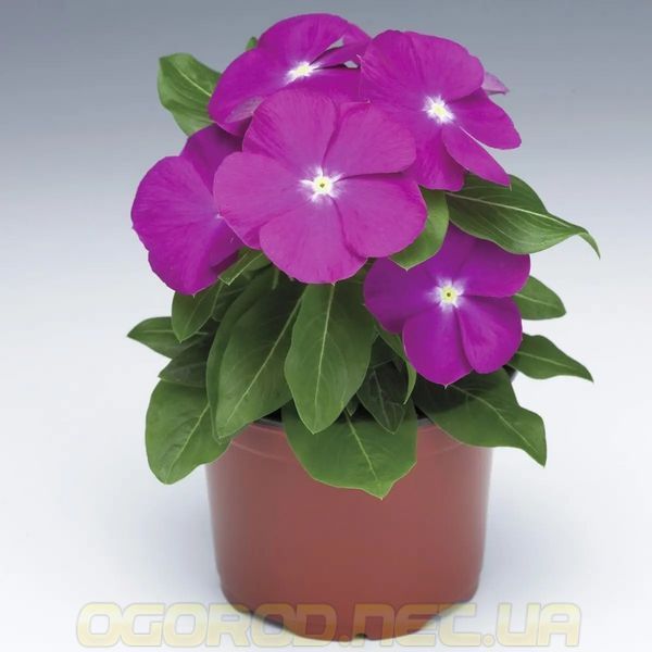 Насіння Барвінку SunStorm 100 шт Syngenta Голландія Deep Orchid 1497802603 фото