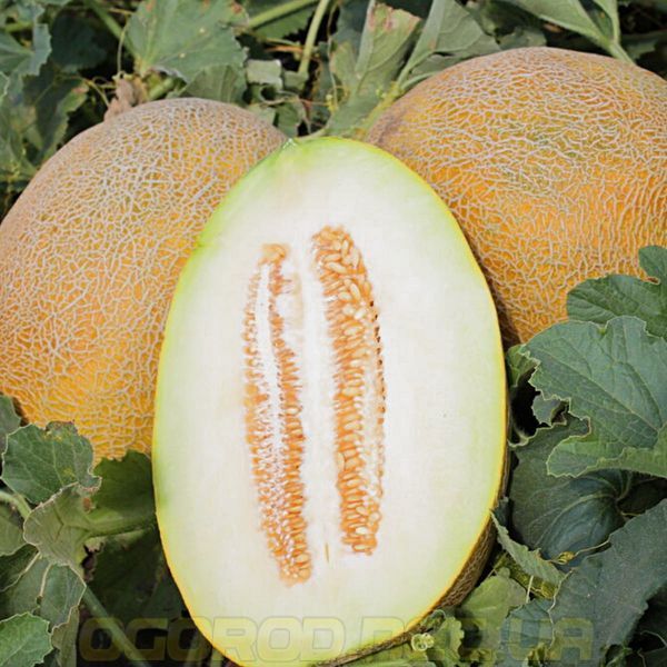 Фландер F1 насіння дині Syngenta Голландія 500 шт 2387243290 фото