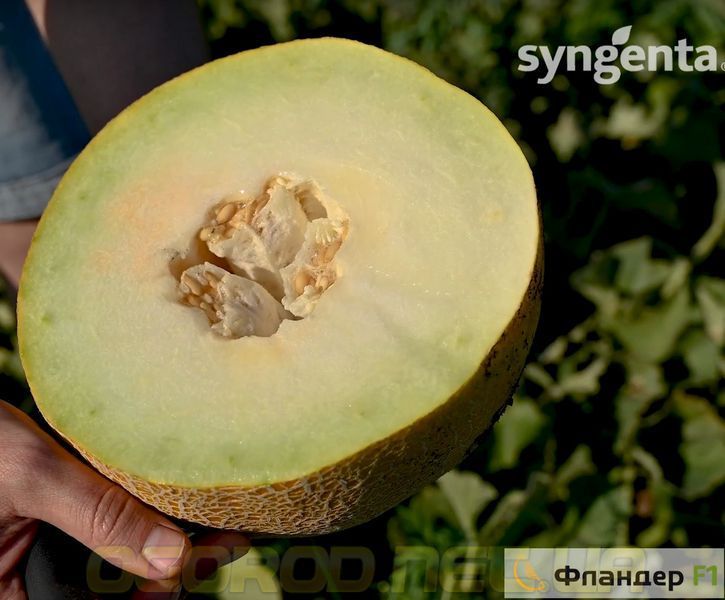 Фландер F1 насіння дині Syngenta Голландія 500 шт 2387243290 фото