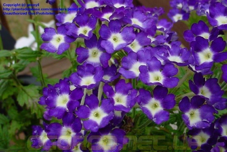 Семена вербены Obsession 1000 шт Syngenta Голландия Blue with Eye 1526365055 фото