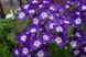 Семена вербены Obsession 1000 шт Syngenta Голландия Blue with Eye 1526365055 фото 2
