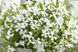 Смолёвка Silky 10 шт семена Hem Genetics, Голландия White silene-w фото 2
