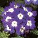 Семена вербены Obsession 1000 шт Syngenta Голландия Blue with Eye 1526365055 фото 1