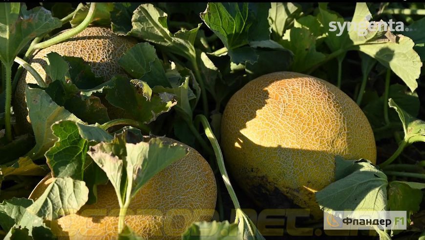 Фландер F1 насіння дині Syngenta Голландія 500 шт 2387243290 фото