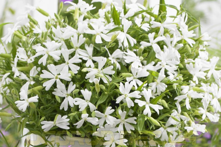 Смолёвка Silky 10 шт семена Hem Genetics, Голландия White silene-w фото