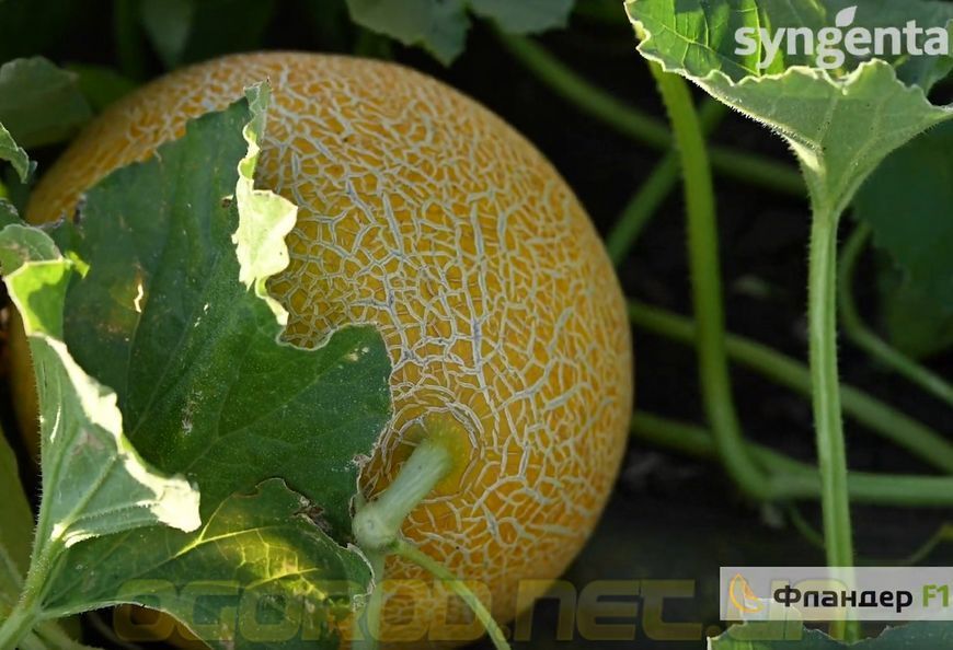 Фландер F1 насіння дині Syngenta Голландія 500 шт 2387243290 фото