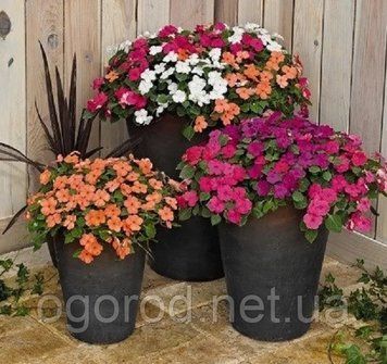 Бальзамин Florific F1 Miх семена 10 шт Syngenta Голландия 1262948091 фото