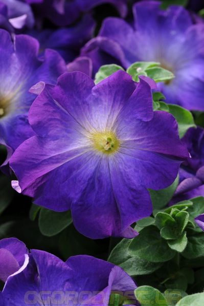 Петуния Софистика(Sophistica) 5 шт Pan American Blue Morn 1111356449 фото