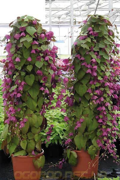 Родохитон Родос 5 шт семена Hem Zaden, Голландия Rhodochiton-5 фото