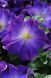 Петуния Софистика(Sophistica) 5 шт Pan American Blue Morn 1111356449 фото 2