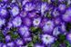 Петуния Софистика(Sophistica) 5 шт Pan American Blue Morn 1111356449 фото 4