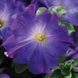 Петуния Софистика(Sophistica) 5 шт Pan American Blue Morn 1111356449 фото 1