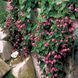 Родохитон Родос 5 шт семена Hem Zaden, Голландия Rhodochiton-5 фото 1