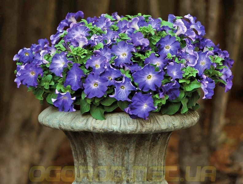 Петуния Софистика(Sophistica) 5 шт Pan American Blue Morn 1111356449 фото