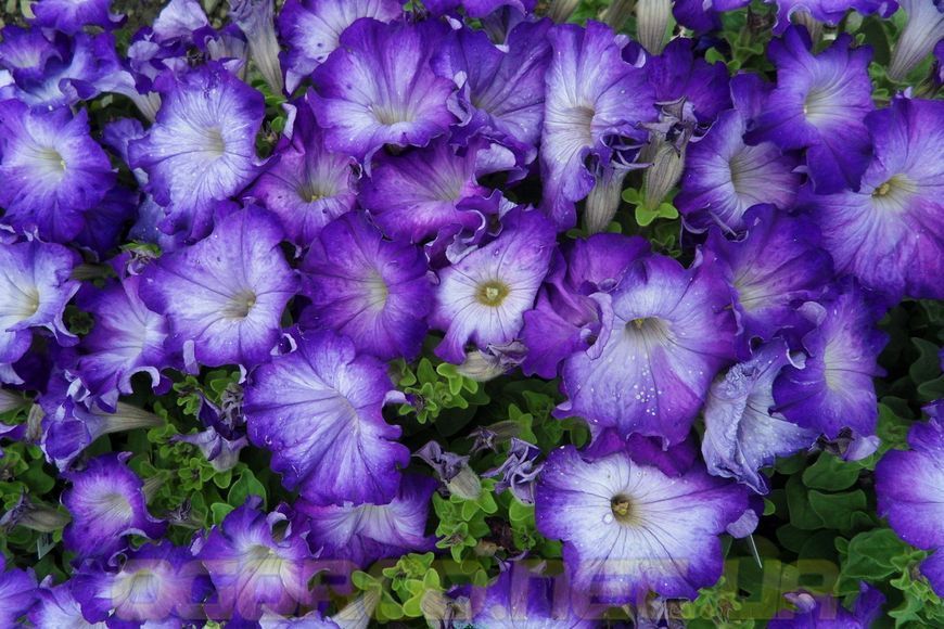 Петуния Софистика(Sophistica) 5 шт Pan American Blue Morn 1111356449 фото