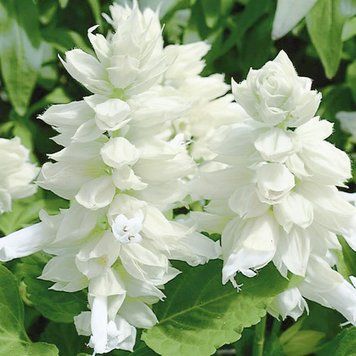 Сальвия Salsa семена 10 шт Syngenta Голландия White 1771038563 фото