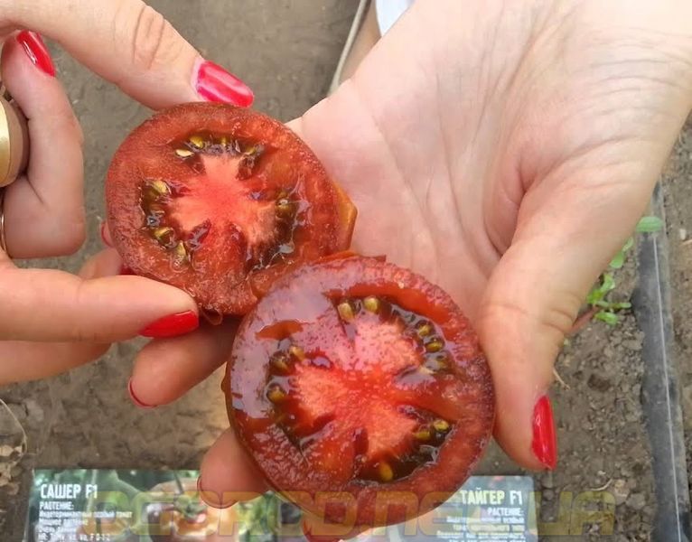 Сашер F1 насіння томату Yuksel Туреччина 100 шт 1721703285 фото