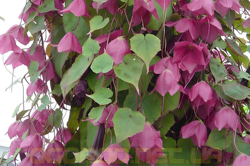 Родохитон Родос семена Hem Zaden, Голландия 1000 шт Rhodochiton-1000 фото