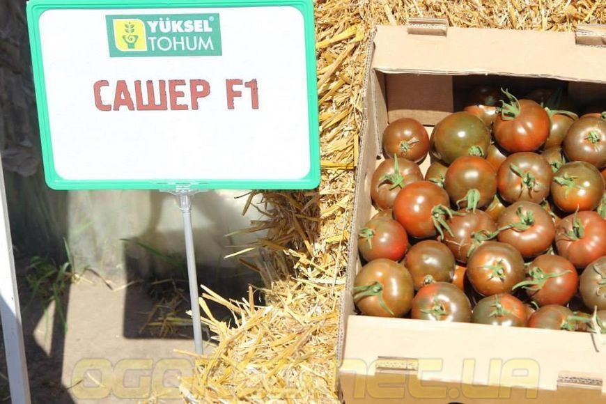 Сашер F1 насіння томату Yuksel Туреччина 100 шт 1721703285 фото