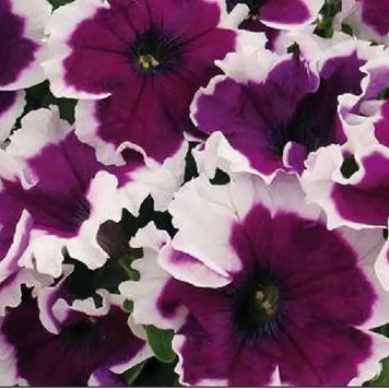 Can Can 10 шт семена петунии Farao Италия Picotee Velvet 1975454910 фото