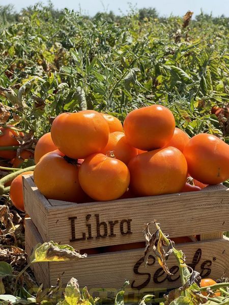 Батур F1 насіння томата Libra Seeds, США 1000 шт bat-ls-1000 фото
