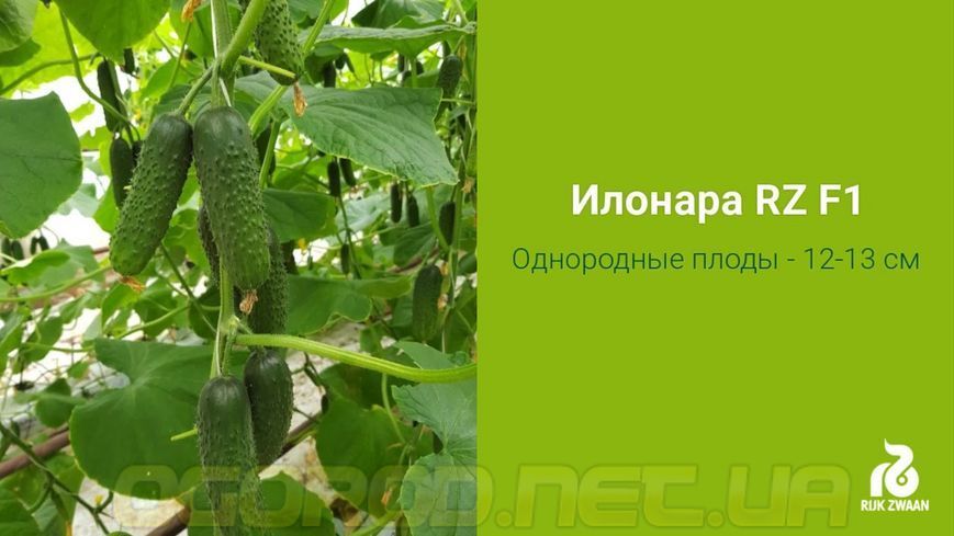 Ілонара F1 10 шт насіння огірка Rijk Zwaan Голландія 1664153467 фото