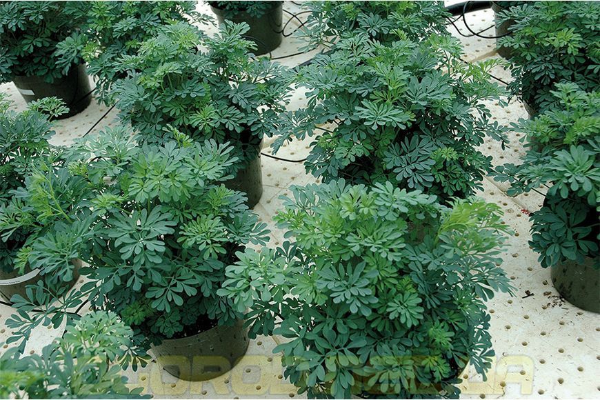 Рута Баррі 10 шт насіння Hem Zaden, Голландія rut-b-10 фото