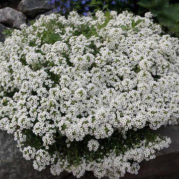 Аліссум Easter Bonnet Pan American США 1000 шт White 1250458203 фото