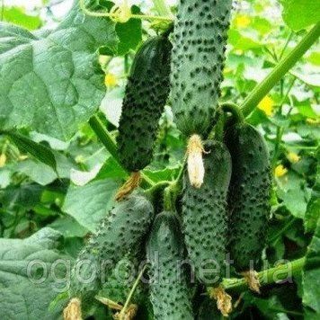 Ленара семена огурца Rijk Zwaan Голландия 1000 шт 1002506743 фото