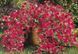 Tidal Wave 50 шт насіння петунії ампельної Pan American Cherry 1324442340 фото 2