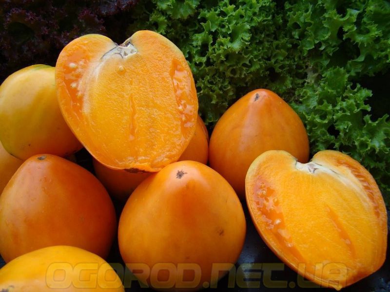 Томат Хурма семена GL Seeds 1515711123 фото