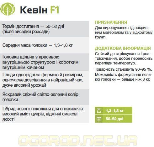 Кевін F1 2500 шт. насіння капусти Syngenta Голландія 1104335006 фото