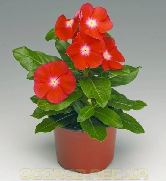 Насіння Барвінку SunStorm 100 шт Syngenta Голландія Scarlet with Eye 1497802609 фото