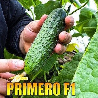 Прімеро F1 10 шт насіння огірка Yuksel Туреччина 1721749147 фото