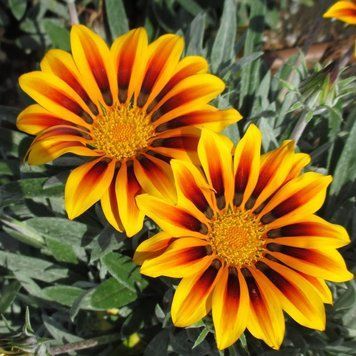 Семена газания Kiss 10 шт Syngenta Голландия Frosty Orange Flame 1330564451 фото