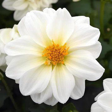 Жоржина Figaro насіння PanAmerican Seed, США 100 шт White gf0002 фото