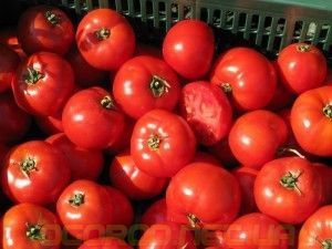 Бобкат F1 насіння томата низькорослого Syngenta Голландія 1000 шт. 857120329 фото