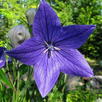 Платикодон Astra Махровый Sakata Синий 100 шт  1318956096blue фото