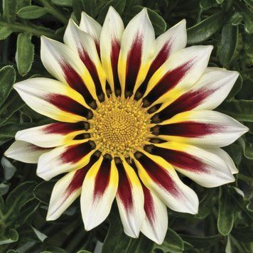 Семена газания Kiss 10 шт Syngenta Голландия White Flame 1330565427 фото