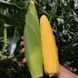 Драйвер F1 насіння кукурудзи Clause, Франція 20 шт corn-driv-20 фото 1