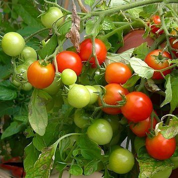 Gardener's Delight семена томата Benary, Германия (сорт) 1000 шт 2439019431 фото
