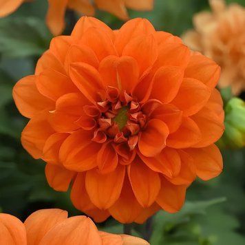 Георгина Figaro семена от PanAmerican Seed, США 100 шт Orange gf0004 фото