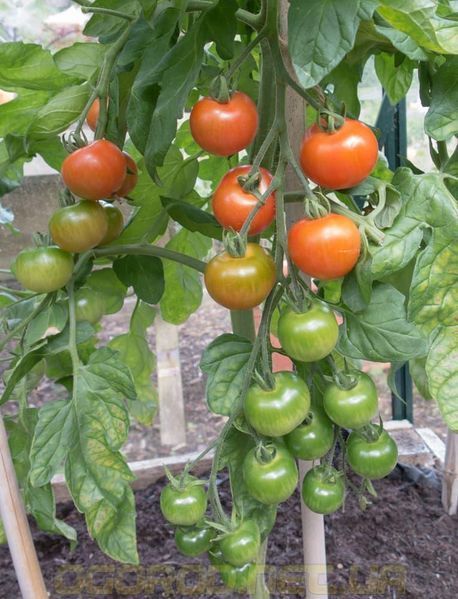 Gardener's Delight семена томата Benary, Германия (сорт) 1000 шт 2439019431 фото