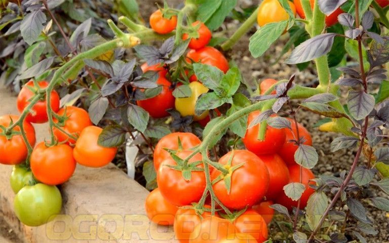 Томат Санька семена GL Seeds 0,25 г 1515728672 фото