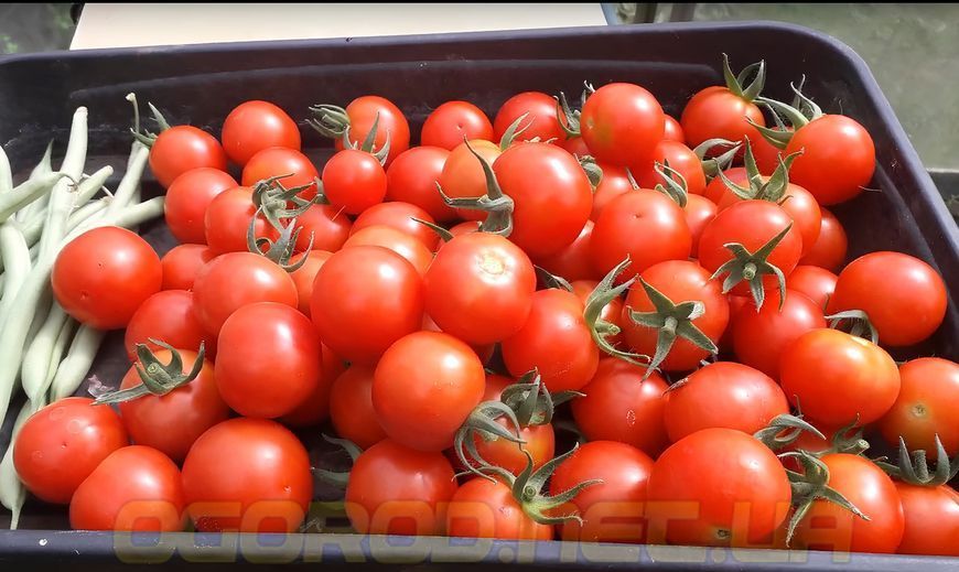 Gardener's Delight семена томата Benary, Германия (сорт) 1000 шт 2439019431 фото
