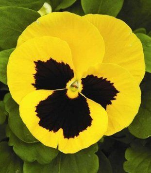 Виола Mammoth 10 шт Syngenta Голландия Queen Yellow Bee 1262996730 фото