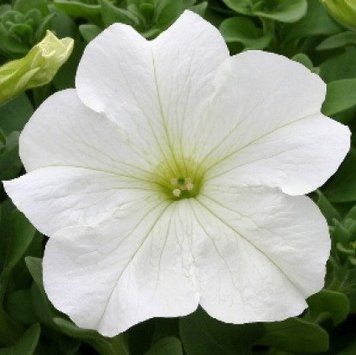 Семена петунии Prism 1000 шт Floranova Англия White 1545700051 фото