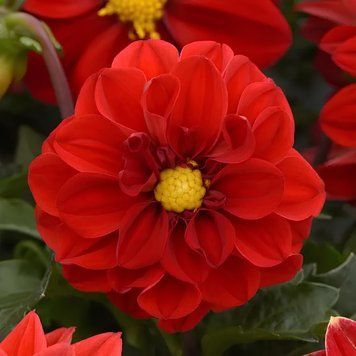 Георгина Figaro семена от PanAmerican Seed, США 100 шт Red gf0005 фото