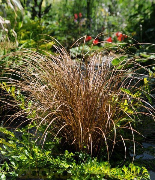 Осока Auburn 10 шт семена Takii Seeds Голландия 1978305092 фото