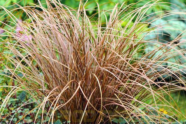 Осока Auburn 10 шт семена Takii Seeds Голландия 1978305092 фото